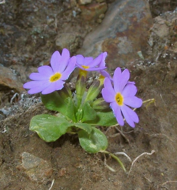 Изображение особи Primula bukukunica.