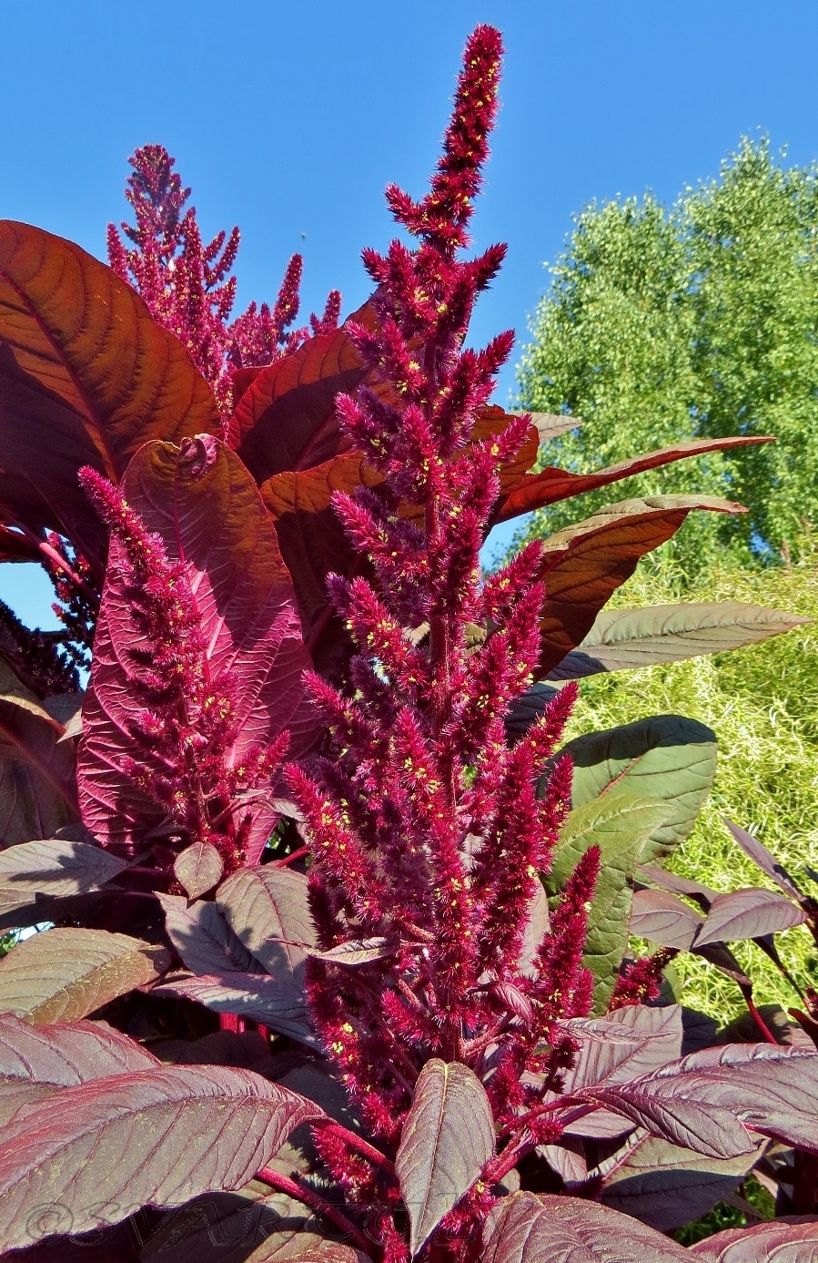 Image of Amaranthus hypochondriacus specimen.