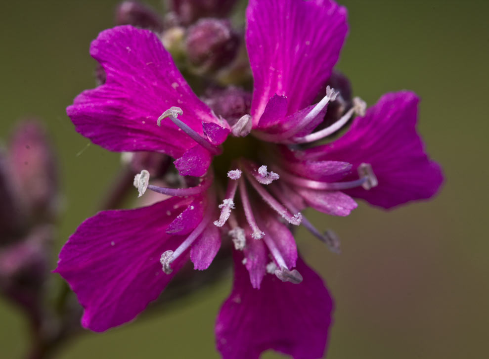 Image of Viscaria vulgaris specimen.