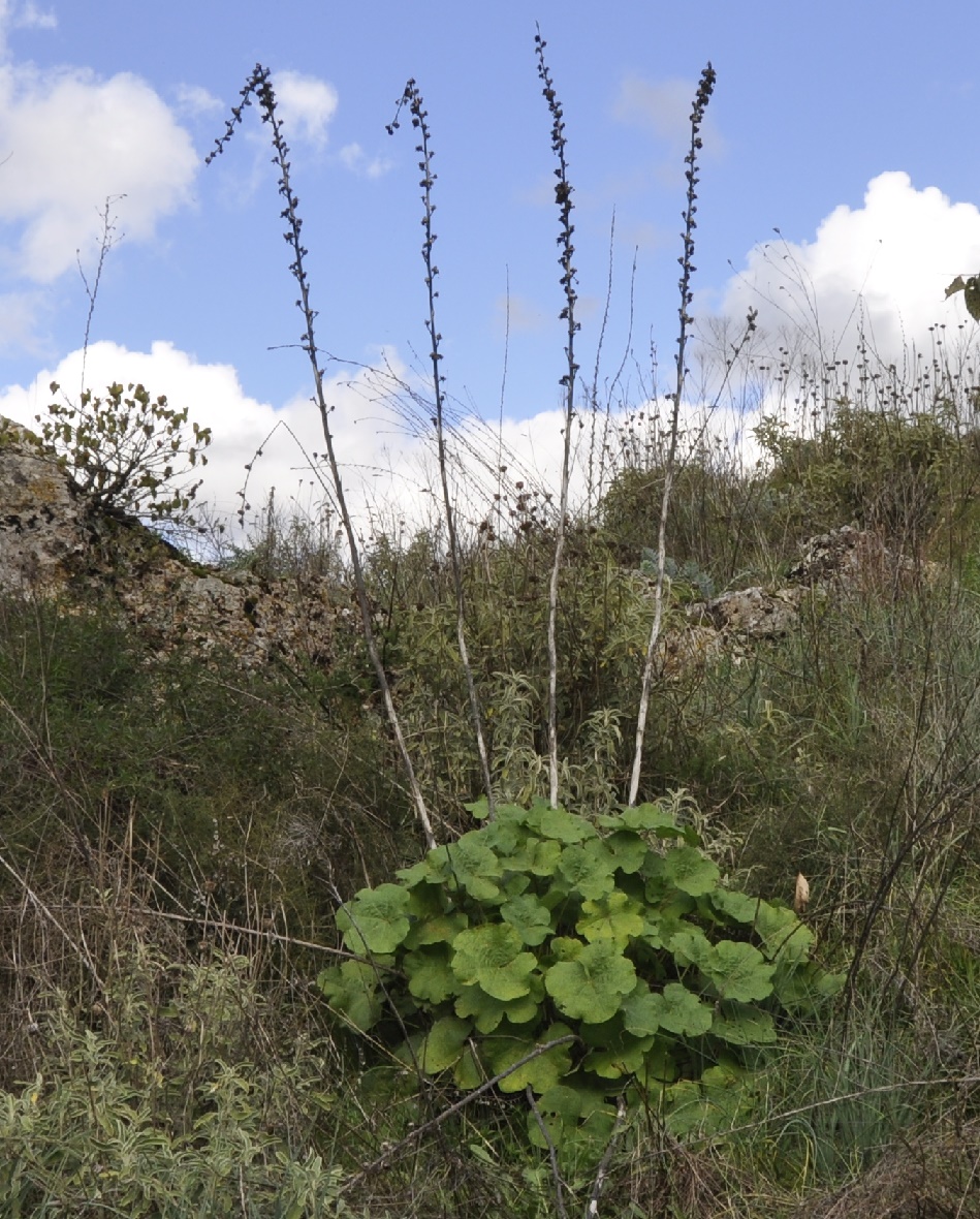 Image of genus Alcea specimen.