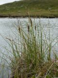 Carex rotundata