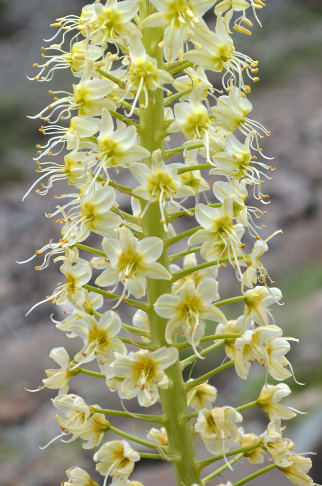 Image of Eremurus lactiflorus specimen.