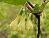 Lonicera edulis