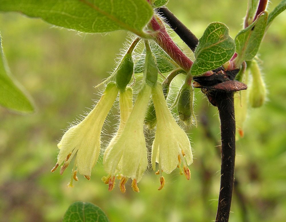 Изображение особи Lonicera edulis.