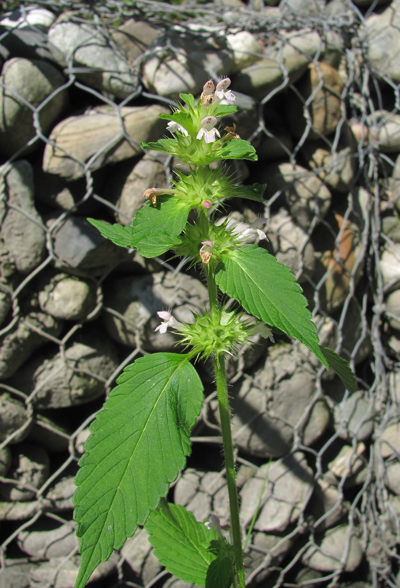 Изображение особи Galeopsis bifida.