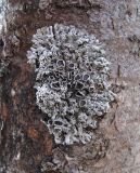genus Physcia