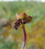 Anemonastrum sibiricum. Плод. Чукотка, Иультинский р-н, долина р. Перевальной (приток р. Большой Осиновой). 03.08.2014.