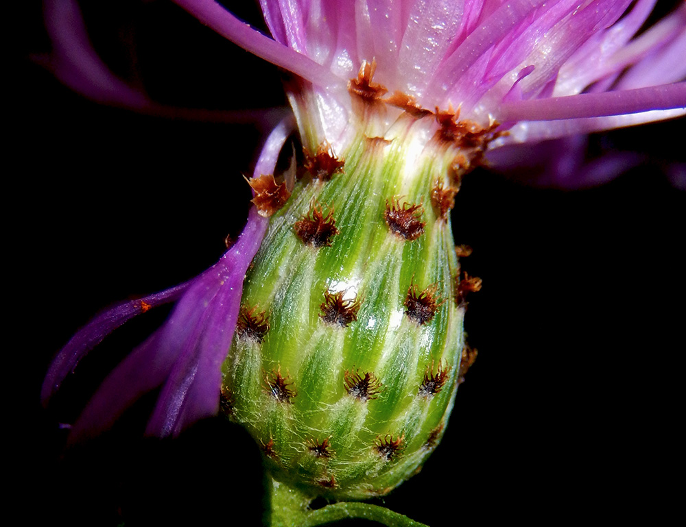 Изображение особи род Centaurea.