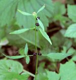 Cardamine bulbifera. Верхняя часть растения с луковичками в пазухах листьев. Польша, Беловежа, Беловежская пуща. 23.06.2009.