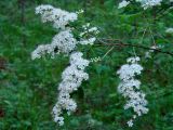 род Spiraea. Верхушка ветви с соцветиями. Иркутская обл., Шелеховский р-н, окр. с. Шаманка, смешанный лес близ устья р. Куйтун. 11.06.2016.