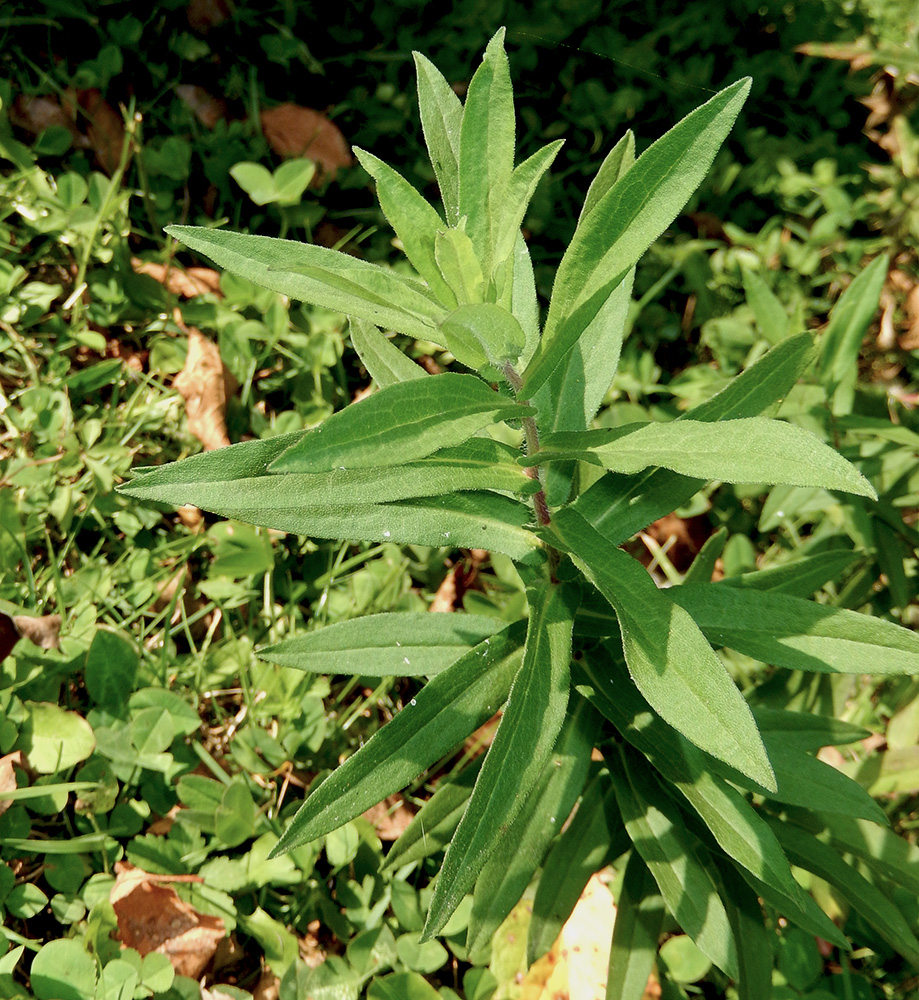 Image of Symphyotrichum novae-angliae specimen.