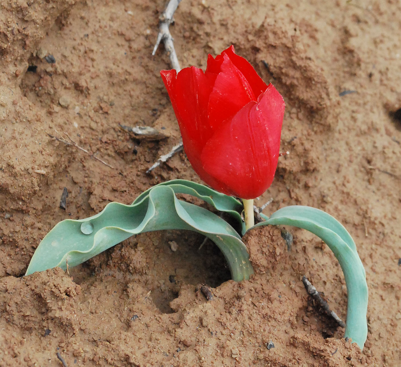 Изображение особи Tulipa korolkowii.