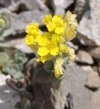View full-size image Alyssum handelii