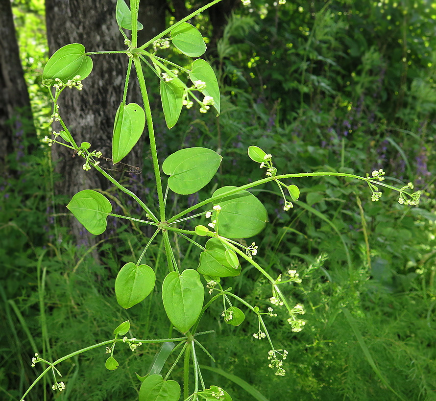 Image of Rubia cordifolia specimen.