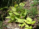 Cypripedium calceolus. Плодоносящие растения. Ульяновская обл., Инзенский р-н, окр. с. Первомайское, высокий облесённый склон, сосново-широколиственный лес. 5 августа 2016 г.