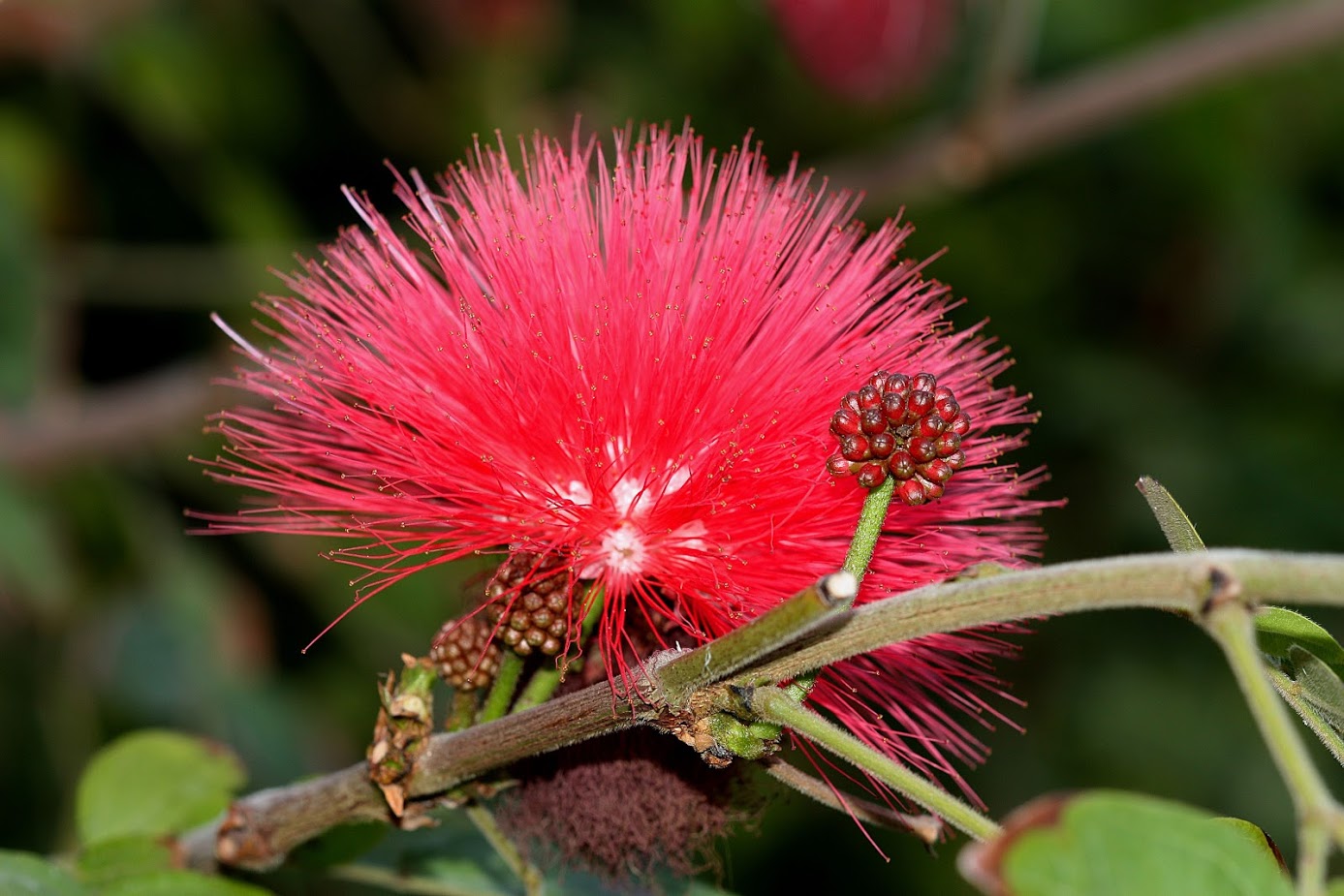 Image of Calliandra haematocephala specimen.