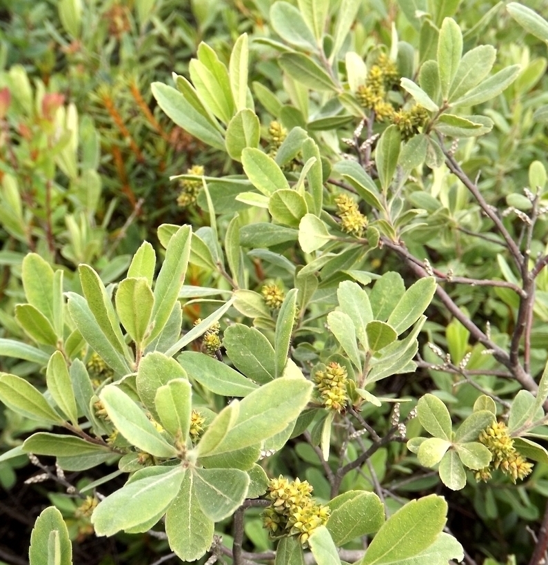 Image of Myrica tomentosa specimen.