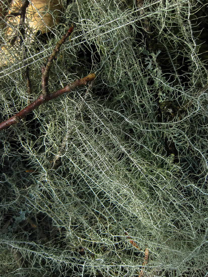 Image of Usnea longissima specimen.