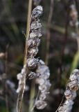 genus Rhinanthus. Сухие плоды после высыпания семян. Ленинградская область, Всеволожский район, окрестности посёлка Мурино, железнодорожная станция Девяткино. 10.10.2009.