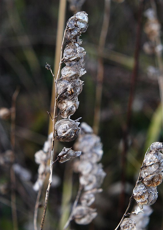 Image of genus Rhinanthus specimen.