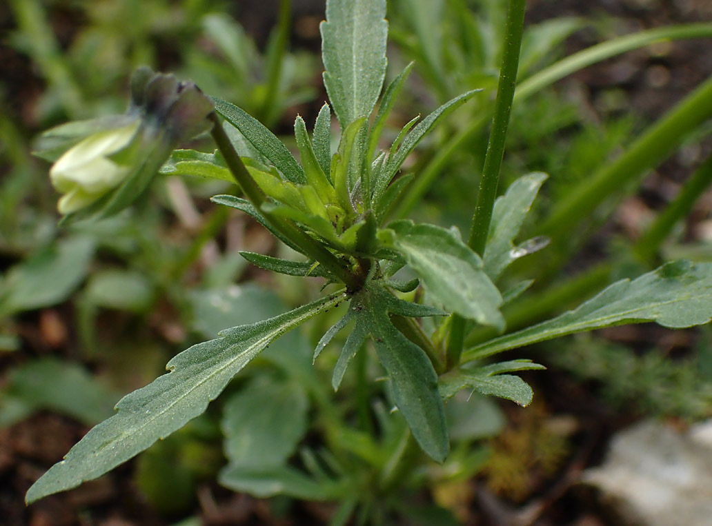 Image of Viola × contempta specimen.