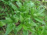 Cirsium setosum