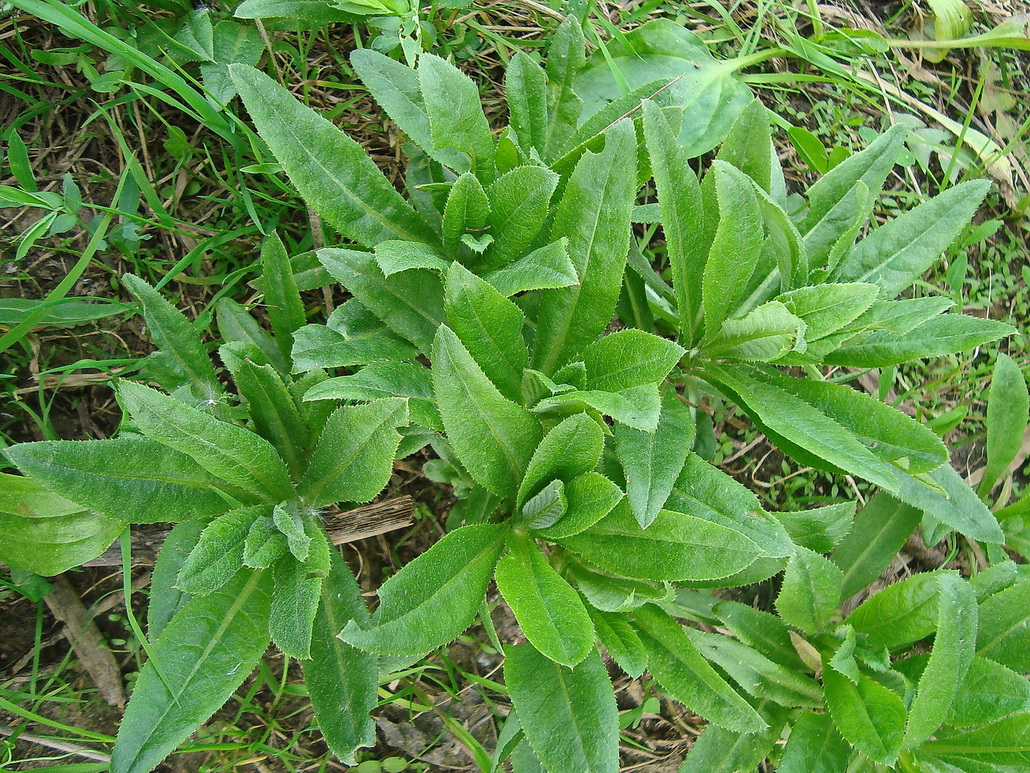 Image of Cirsium setosum specimen.