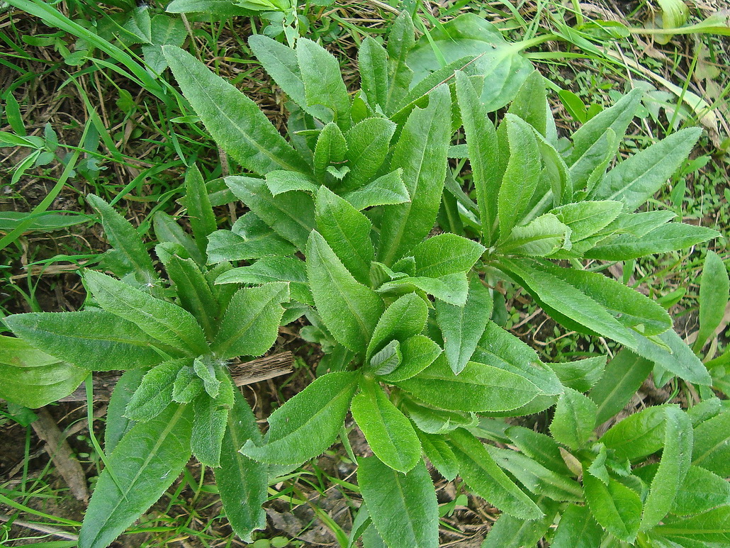 Изображение особи Cirsium setosum.