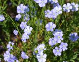 Linum usitatissimum