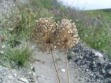 Allium rotundum