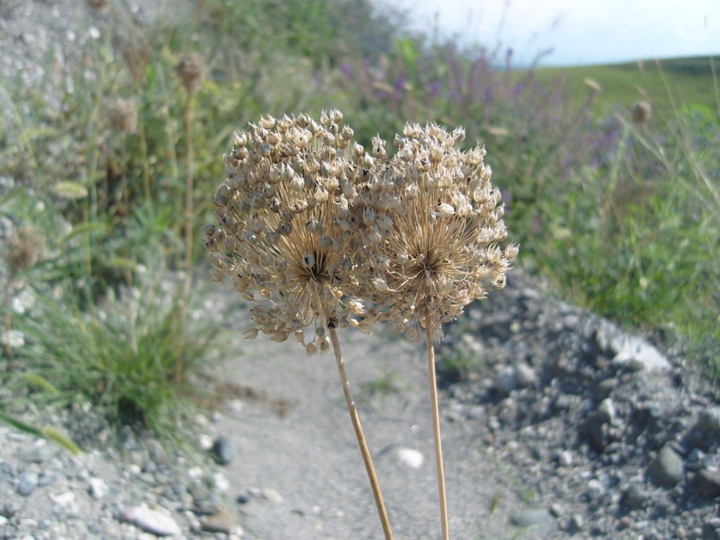 Image of Allium rotundum specimen.