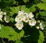 Crataegus submollis