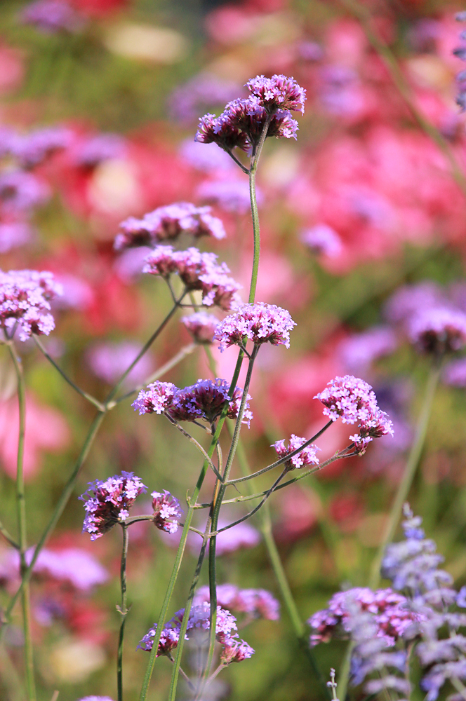 Изображение особи Verbena bonariensis.