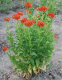 Lychnis chalcedonica