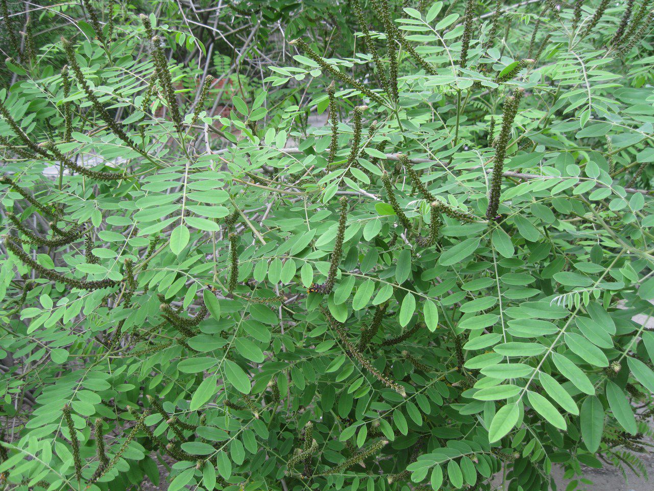 Image of Amorpha fruticosa specimen.