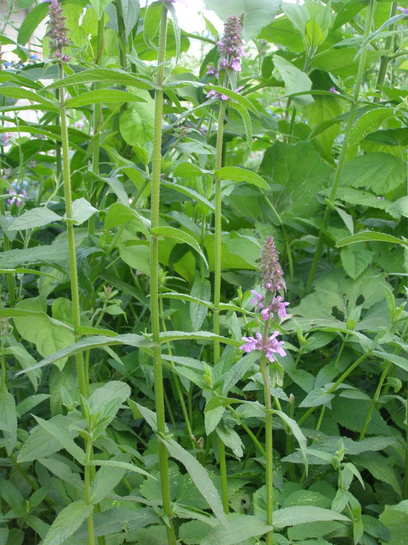Изображение особи Stachys palustris.