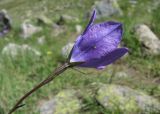 Campanula stevenii