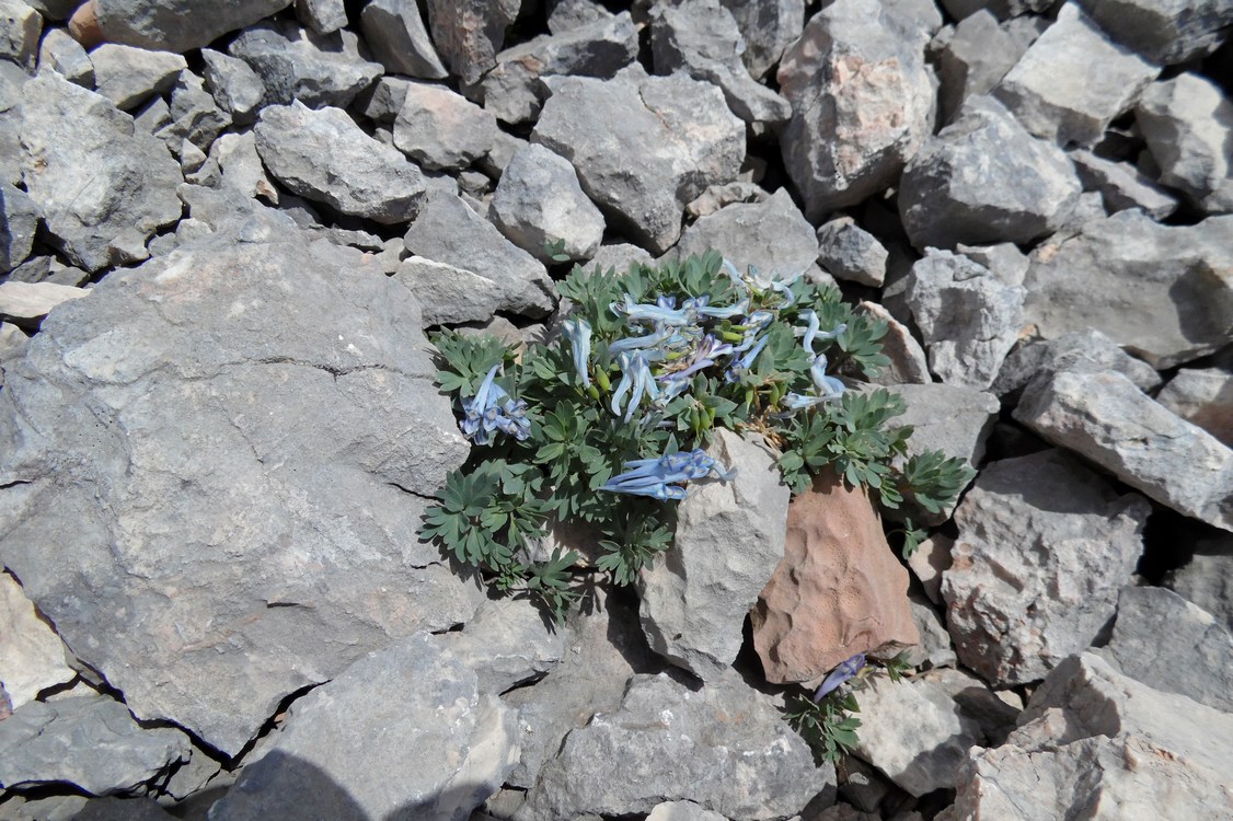 Изображение особи Corydalis alpestris.