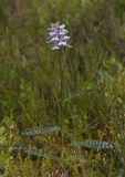 Dactylorhiza maculata. Цветущее растение. Архангельская обл., Соловки, о. Бол. Соловецкий, сосняк кустарничково-сфагновый. 09.08.2017.