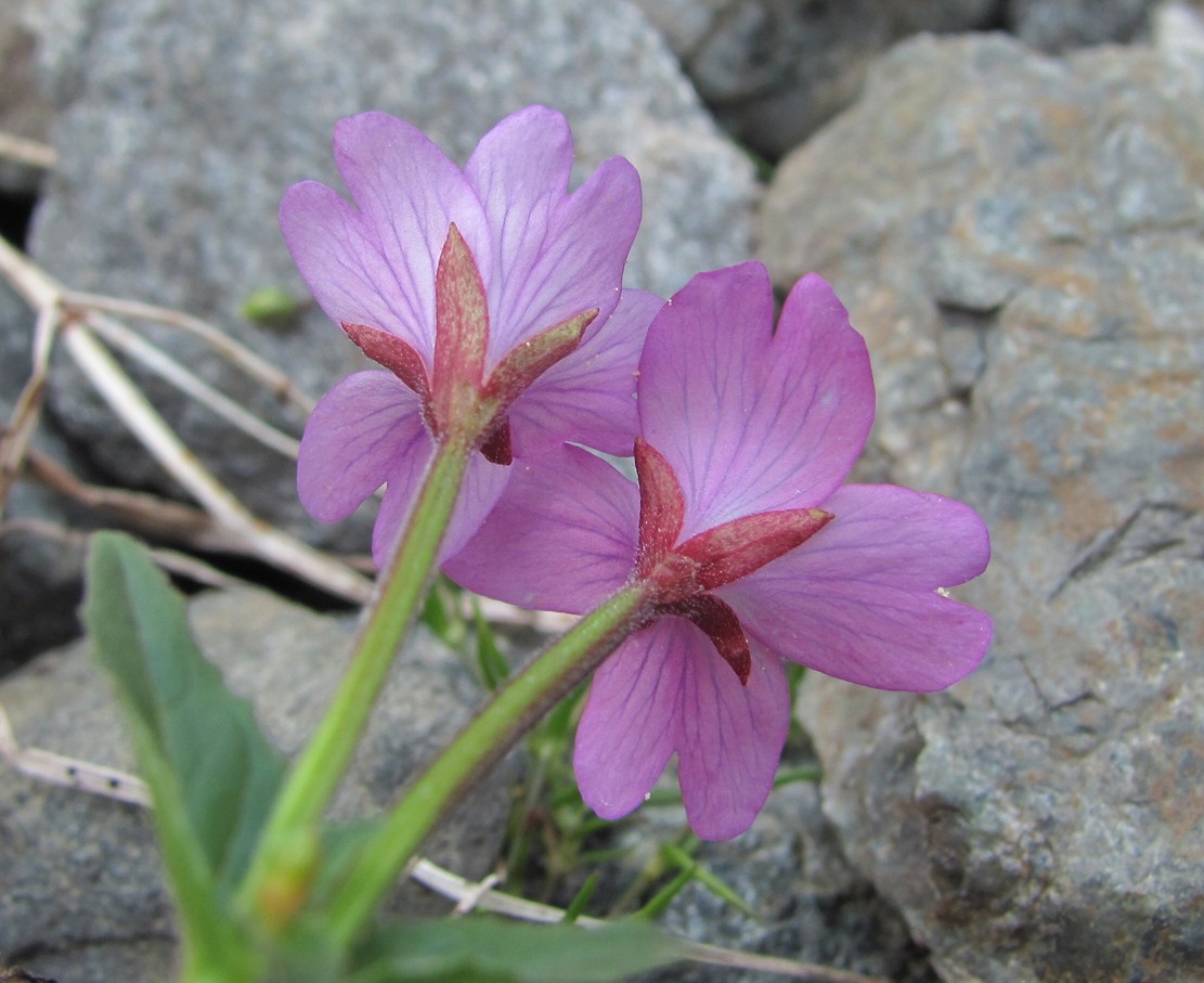 Изображение особи Epilobium algidum.