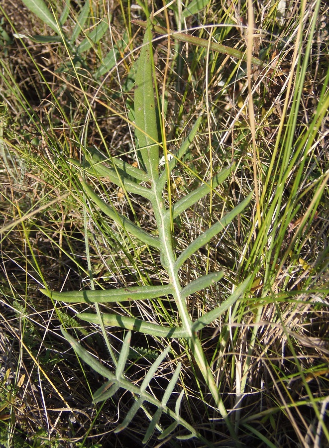 Изображение особи Jurinea pseudocyanoides.