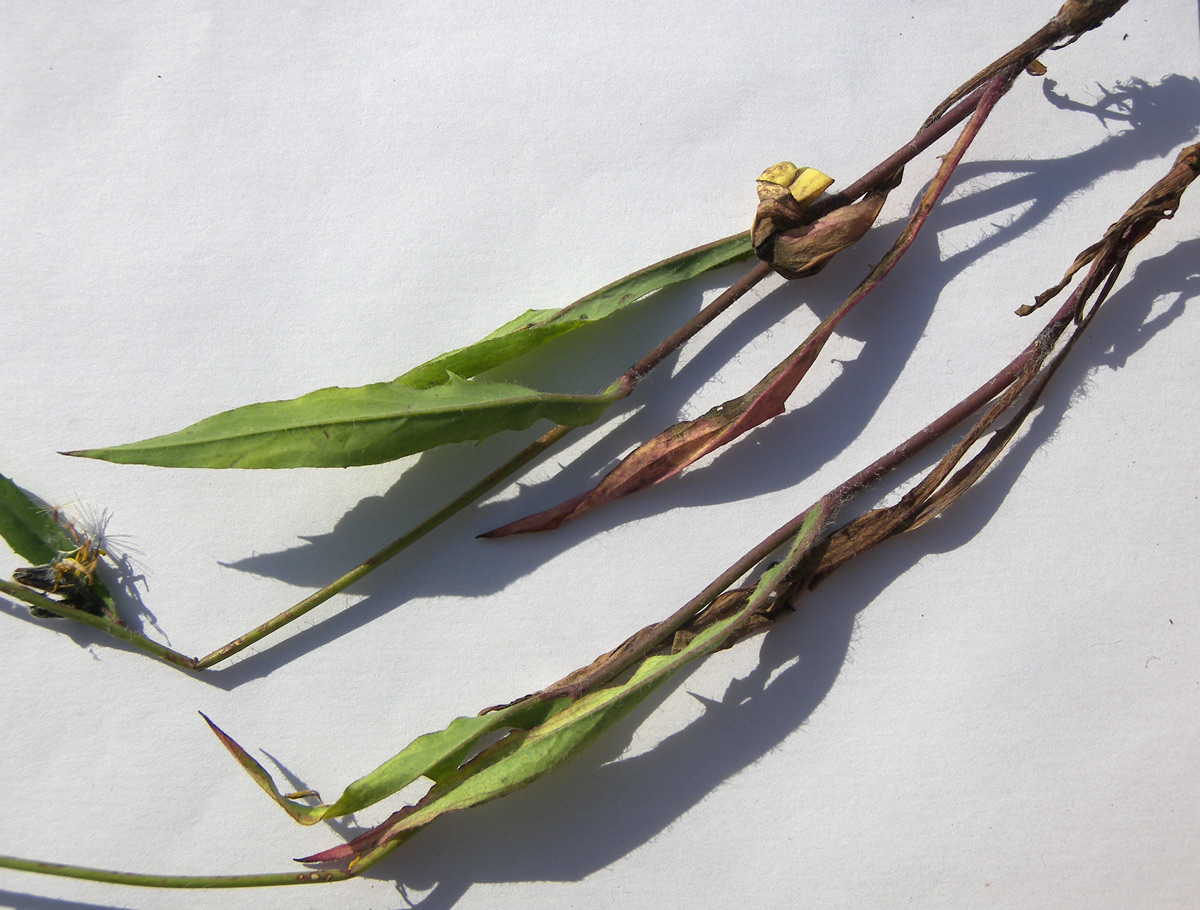 Image of Hieracium &times; biebersteinii specimen.