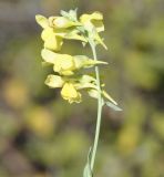 род Linaria