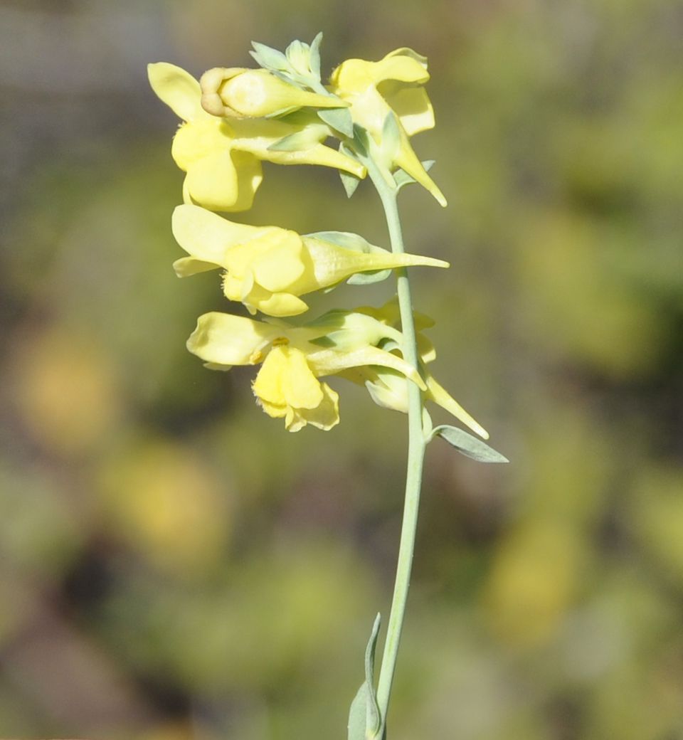 Изображение особи род Linaria.