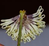 Hakea scoparia