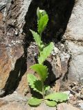 Arabis montbretiana