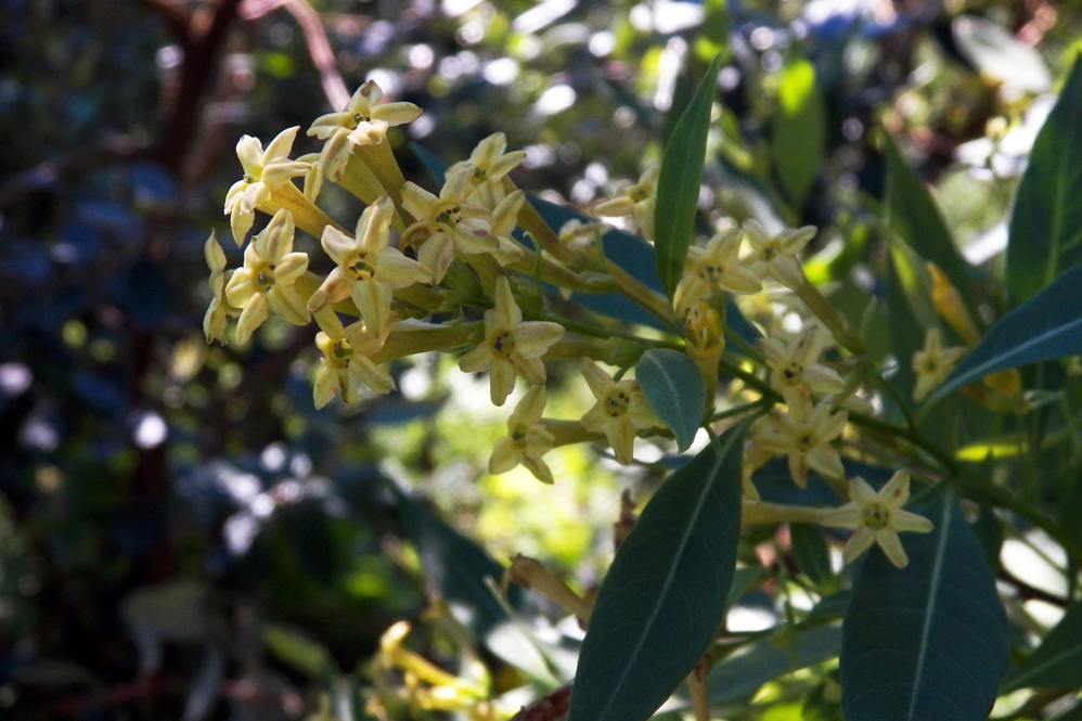 Изображение особи Cestrum parqui.