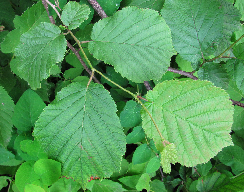 Image of Corylus avellana specimen.