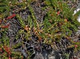 Rhodiola gelida. Вегетирующее растение с галлами. Таджикистан, Фанские горы, перевал Алаудин, ≈ 3700 м н.у.м., каменистый сухой склон. 05.08.2017.
