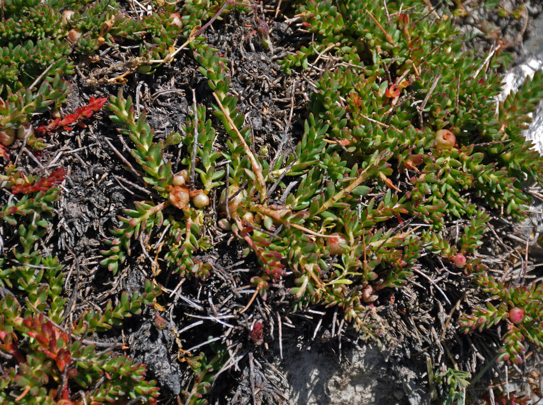 Image of Rhodiola gelida specimen.